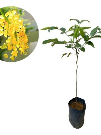 Acacia amarela